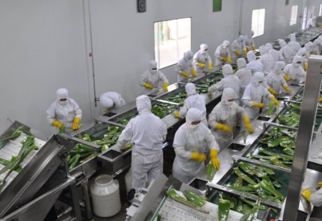 Our Production Line of Aloe Vera Gel