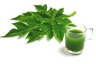 How To Drink Papaya Leaf Juice To Detoxify Liver, Reverse Fatty Liver and Stop Liver Cancer